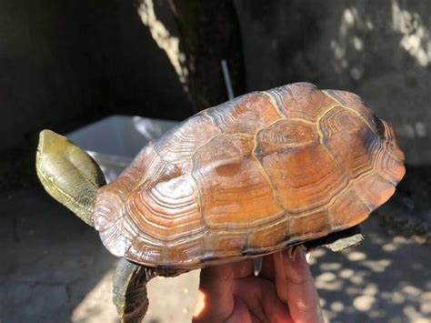 黃花斑紋草龜